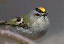 golden-crowned_kinglet_0637