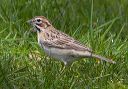 lark_sparrow_0843