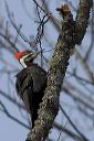 pileated_woodpecker_0352