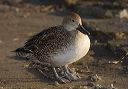 pintail_0216