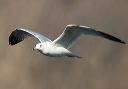 ring-billed_gull_0288