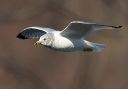 ring-billed_gull_0294