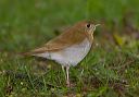 veery_0817