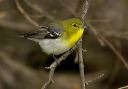 yellow-throated_vireo_0833