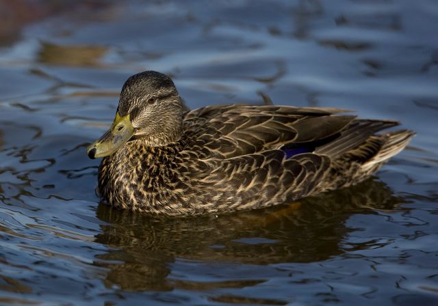 Anas rubripes X Anas platyrhynchos Anatidae