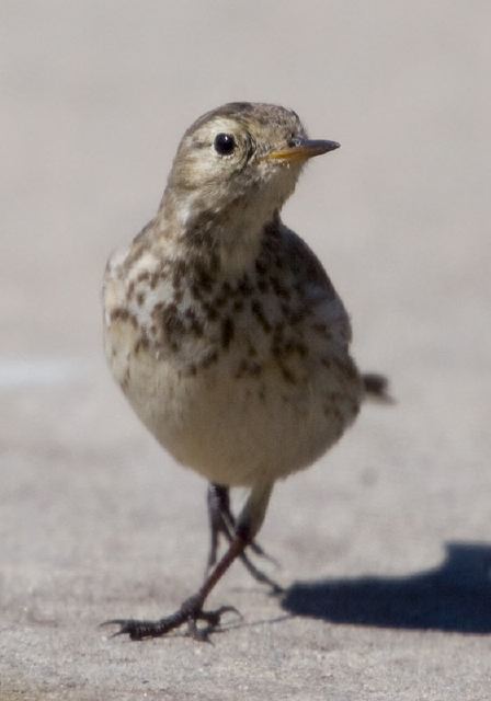 Anthus rubescens Motacillidae