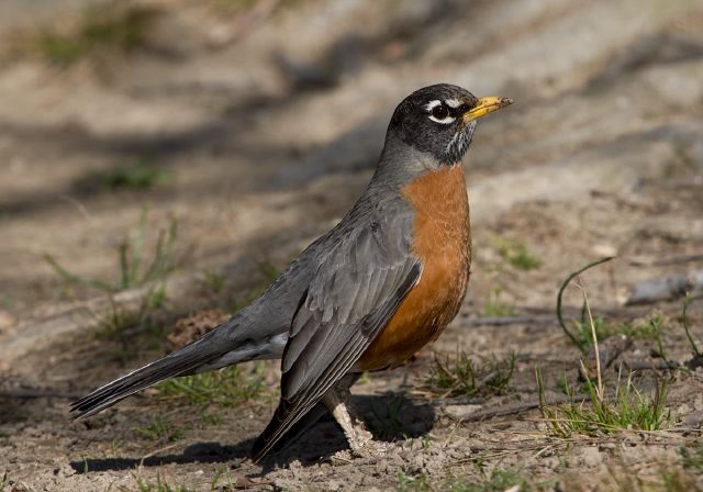 Turdus migratorius Turdidae