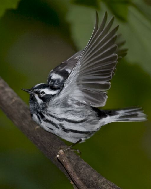 Mniotilta varia Parulidae