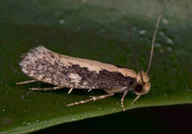 Tinea mandarinella Tineidae