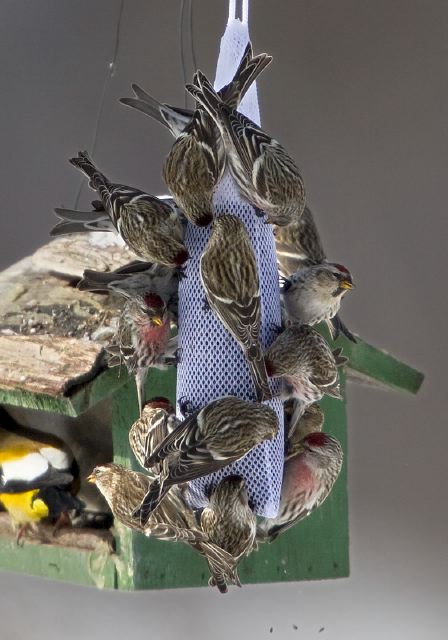 Carduelis flammea Fringillidae