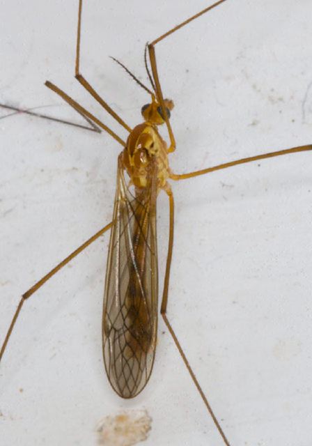 Nephrotoma sp. Tipulidae