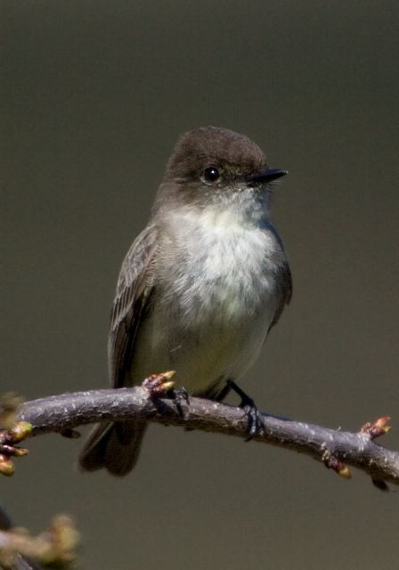 Sayornis phoebe Tyrannidae