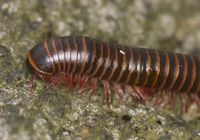 Narceus americanus Spirobolidae