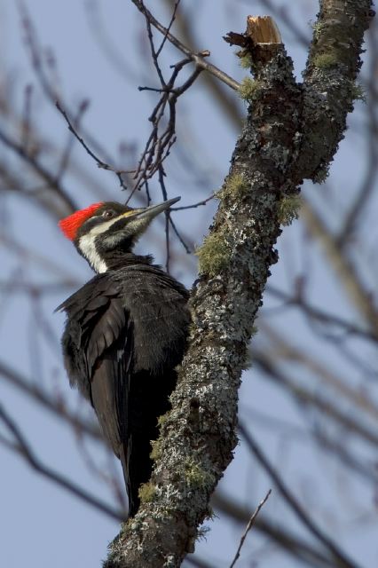 Dryocopus pileatus Picidae