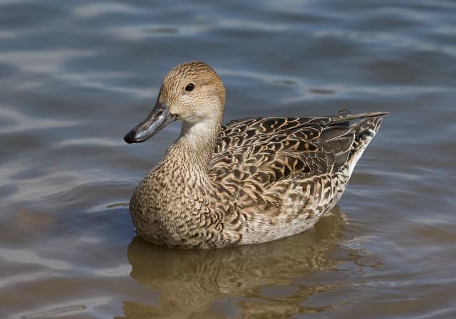 Anas acuta Anatidae