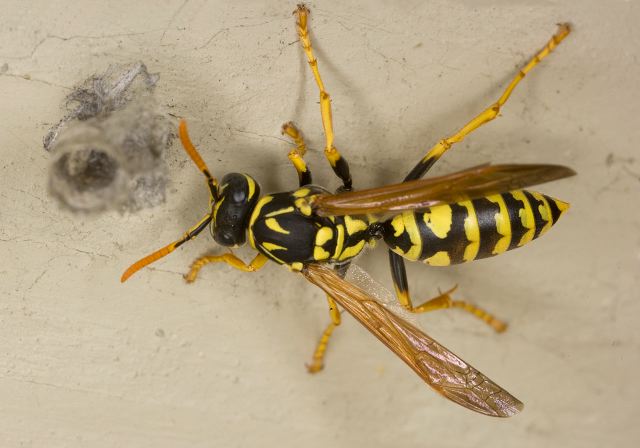 Polistes dominula Vespidae