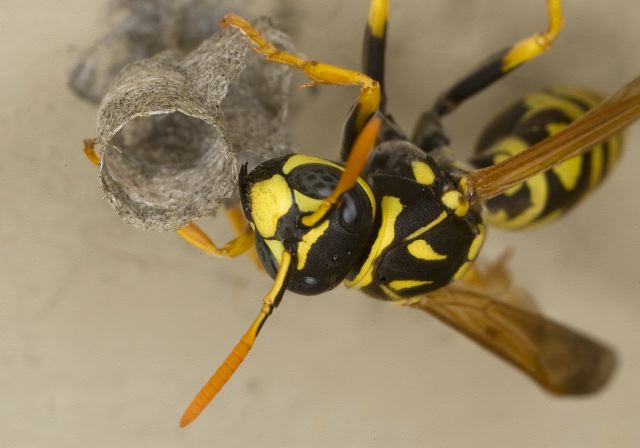 Polistes dominula Vespidae