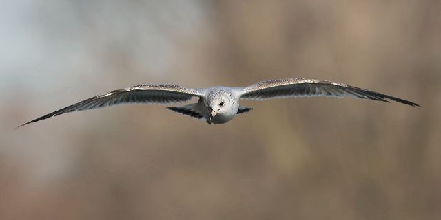 Larus delawarensis Laridae