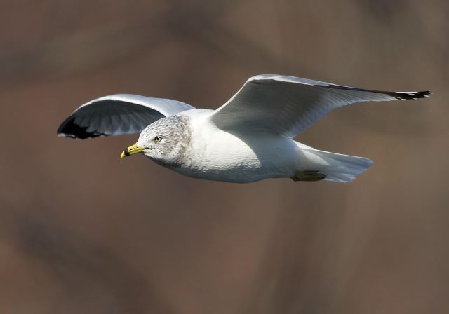 Larus delawarensis Laridae