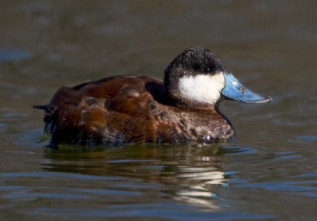 Oxyura jamaicensis Anatidae