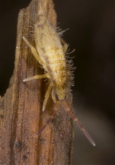 Homidia socia Entomobryidae