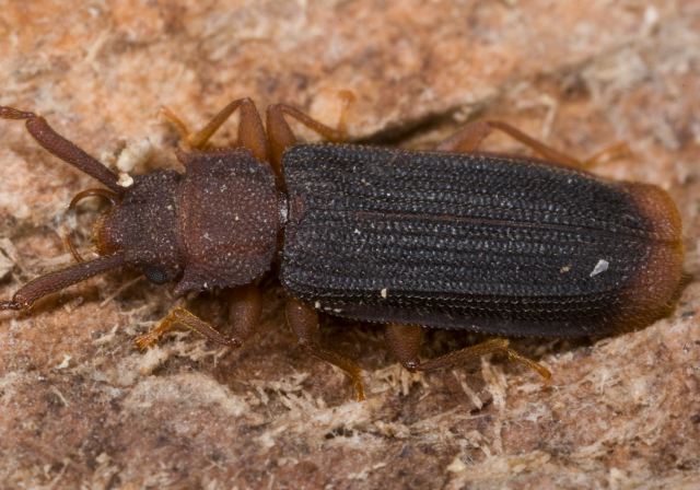 Uleiota dubius Silvanidae