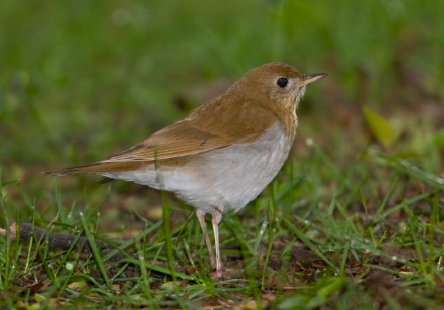 Catharus fuscescens Turdidae