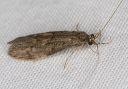 caddisfly_1212