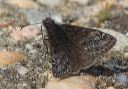 duskywing_0879