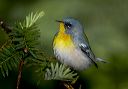 northern_parula_0960