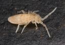 springtail_1030