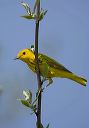 yellow_warbler_0870