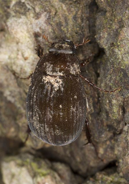 Serica Scarabaeidae