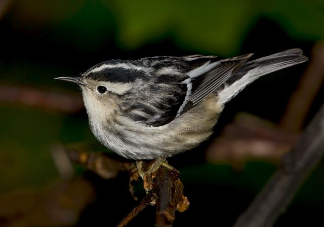 Mniotilta varia Parulidae