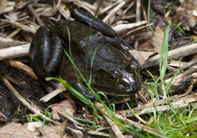 Rana catesbeiana Ranidae