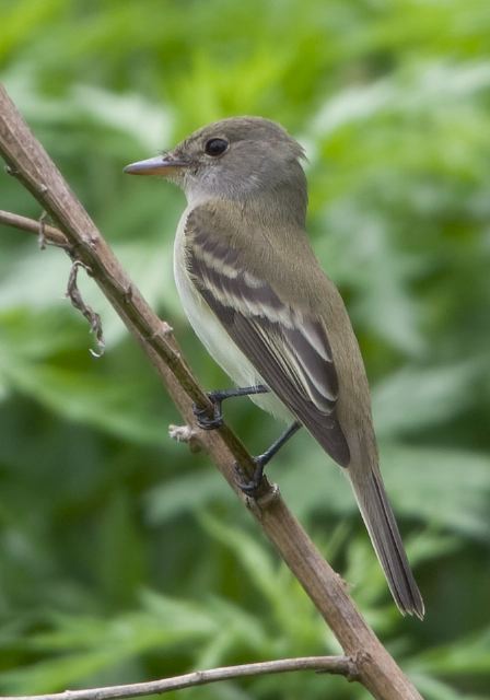 Empidonax sp. Tyrannidae