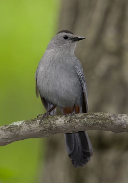 Dumetella carolinensis Mimidae