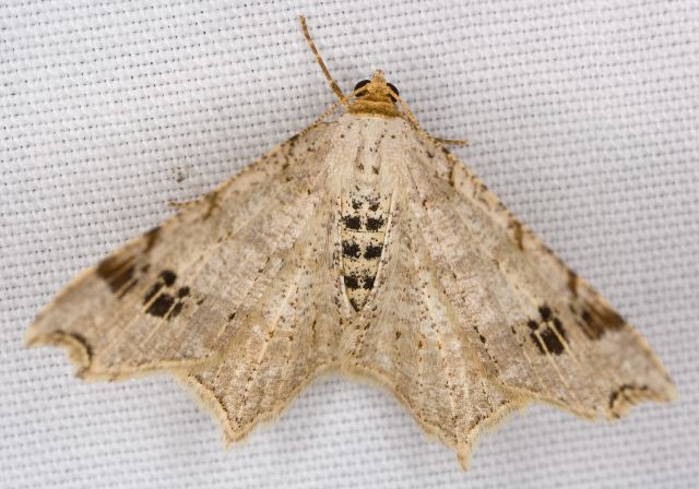 Macaria aemulataria Geometridae