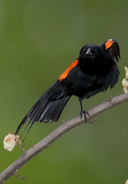 Agelaius phoeniceus Icteridae