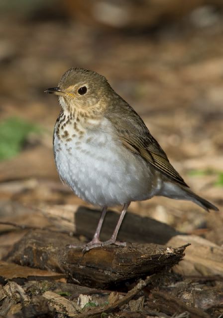 Catharus ustulatus Turdidae