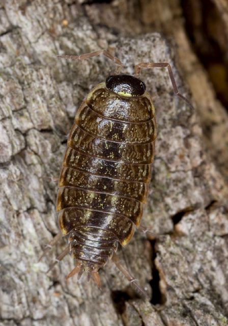 Philoscia muscorum Philosciidae