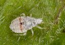 bug_1332