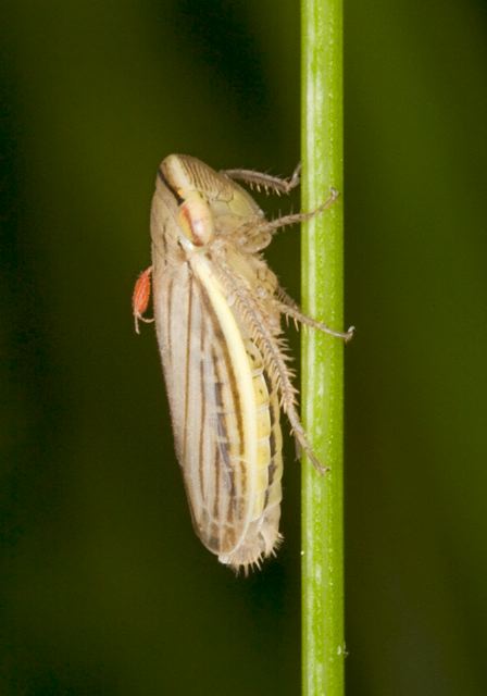 Athysanus argentarius Cicadellidae