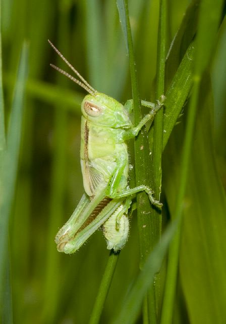 Melanoplus bivittatus Acrididae