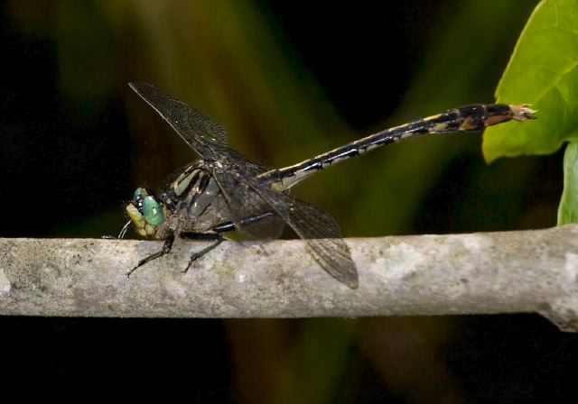 Arigomphus villosipes Gomphidae