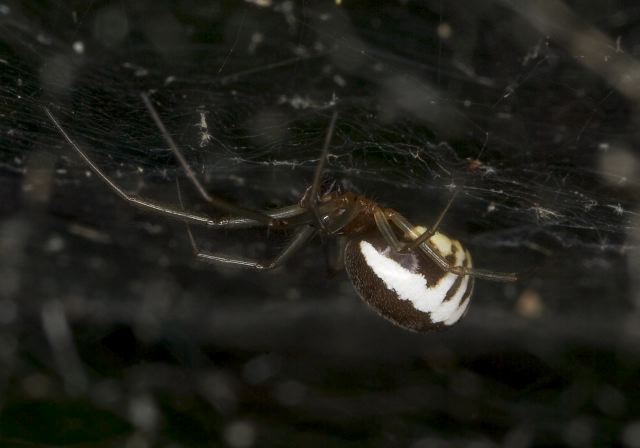 Frontinella pyramitela Linyphiidae