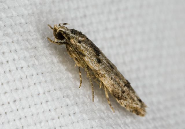 Sinoe robiniella? Gelechiidae