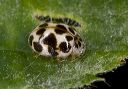 lady_beetle_1866