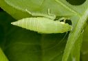 leafhopper_1825