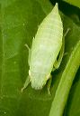 leafhopper_1829